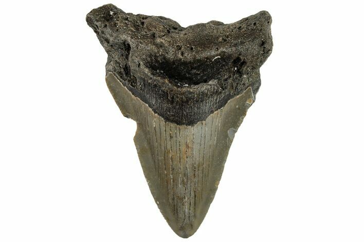 Bargain, 3.03" Fossil Megalodon Tooth - North Carolina